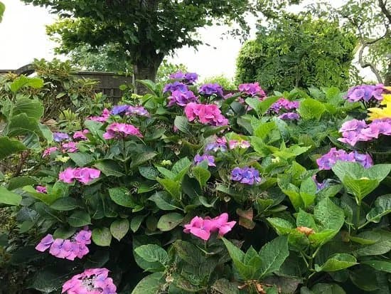 Boyces Gardens