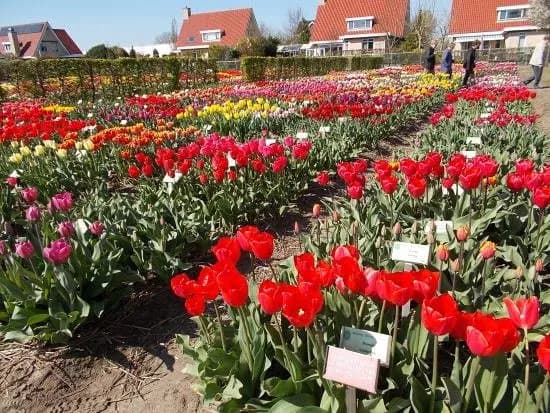 Hortus Bulborum Limmen