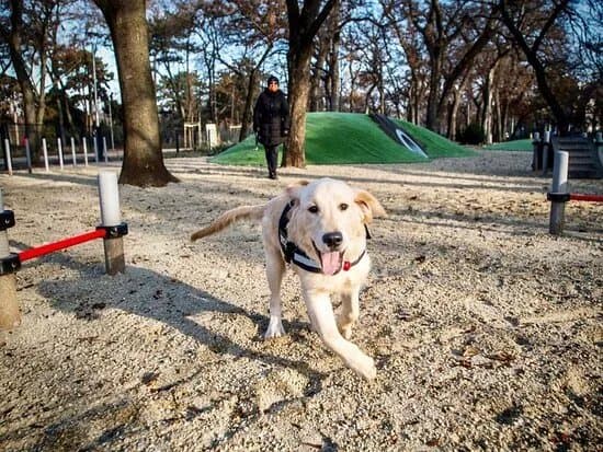 Varosligeti Kutyas Elmenypark