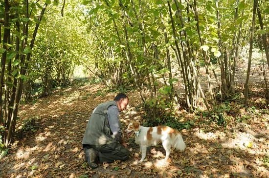Universita Dei Cani Da Tartufo