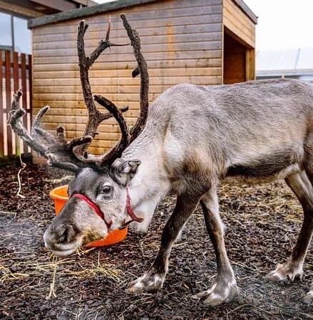 Caithness Animal Farm Park