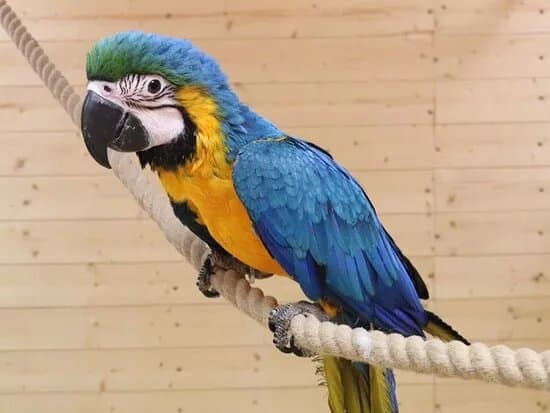 Papagoide Paradiis