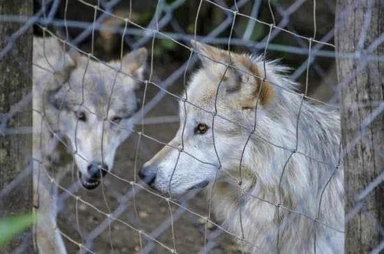 Wildpark Ernstbrunn