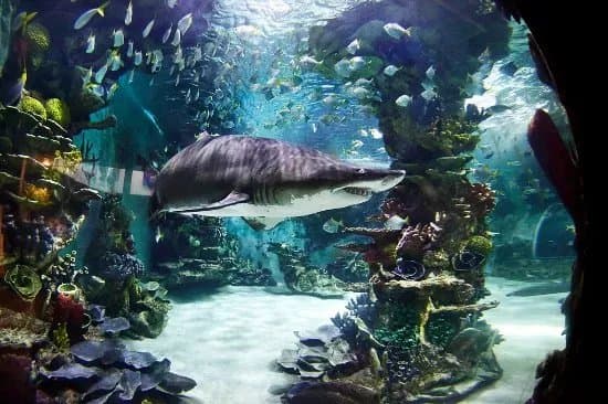 Tropicarium