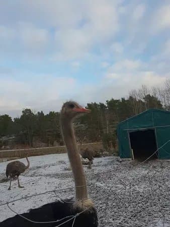 Mojas Strutsfarm