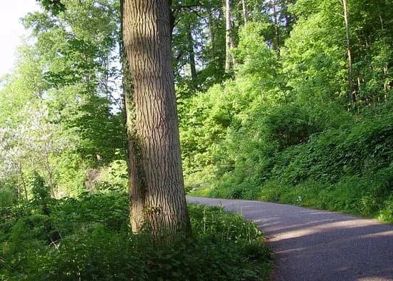 Exotenwald Weinheim