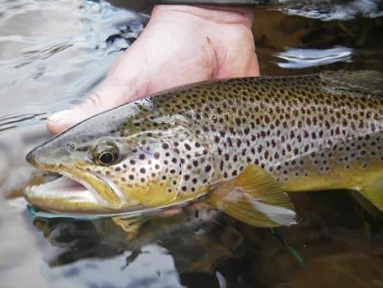 The Durham Fly Fishing Company