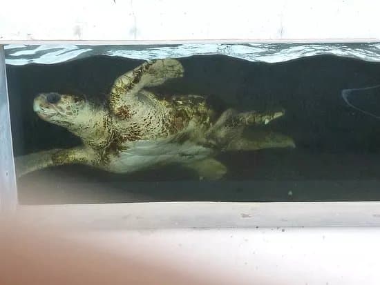 CRAM Fundacion Para La Conservacion y Recuperacion de Animales Marinos