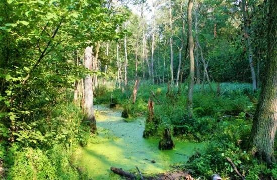Kampinoski Park Narodowy
