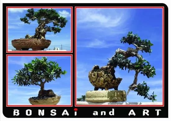 Bonsai and Art