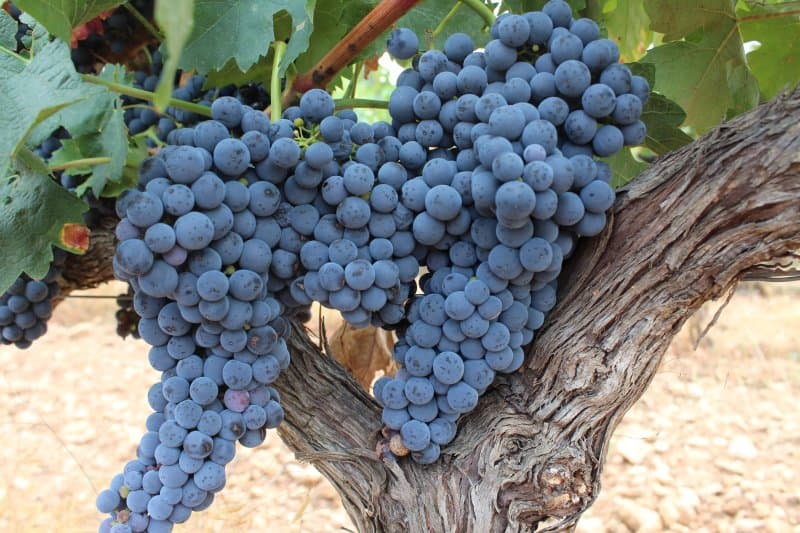 Bodegas Borraz