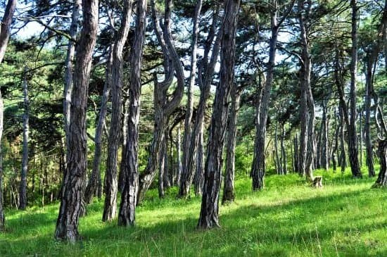 Dadia Forest