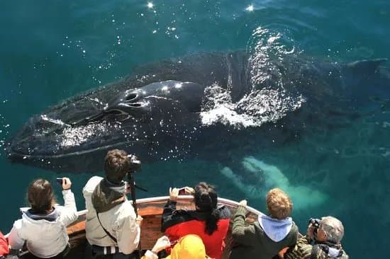 Arctic Sea Tours Whale Watching