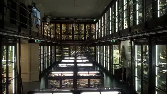 Museum of Zoology P. Doderlein