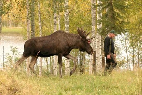 Arctic Moose Farm