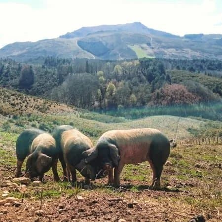Suhalmendi, Decouverte du Porc Basque
