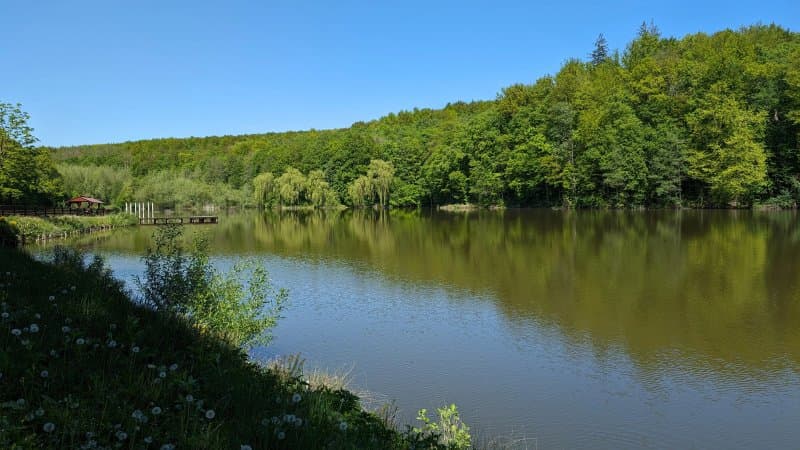 Crujana Forest