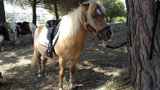 L'Ile aux poneys