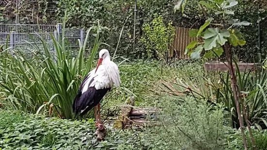 Solinger Vogel- und Tierpark