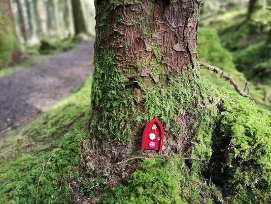 Pettigo Walk Forest Stroll