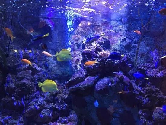 SEA LIFE Scheveningen