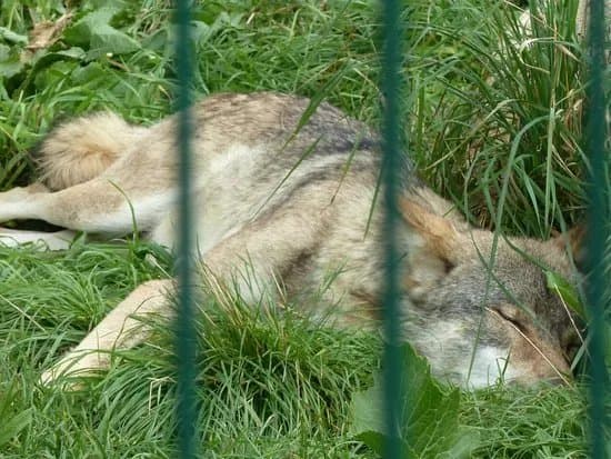 Tierpark Gotha