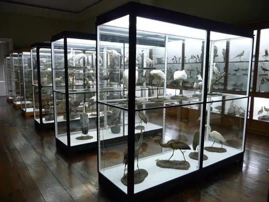 Museum of Natural History (Municipal Museum of Funchal)