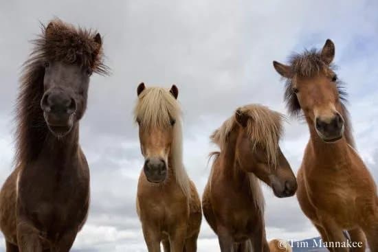 Glacier Horses
