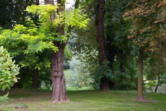 Municipal Park