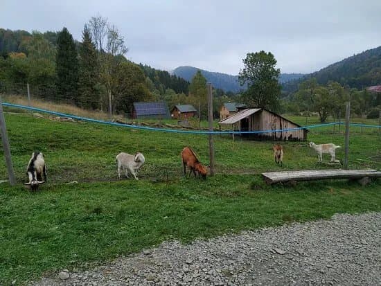 Lesny Zwierzyniec