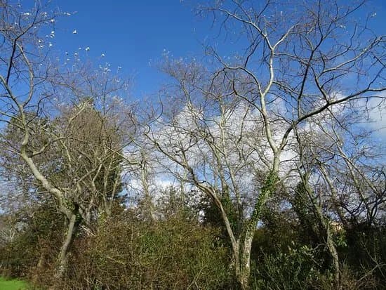 Donkere Duinen