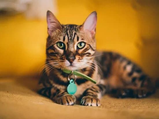 Le GentleCat - Bar a Chats - Restaurant