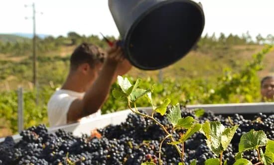 Quinta Vale Do Armo