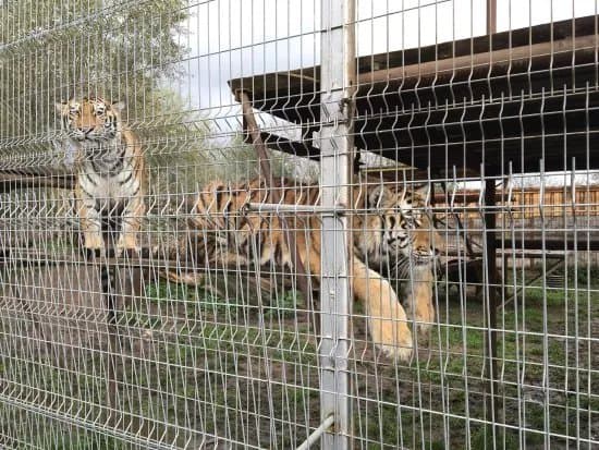 Mini Zoo