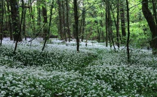 Merlin Woods Park