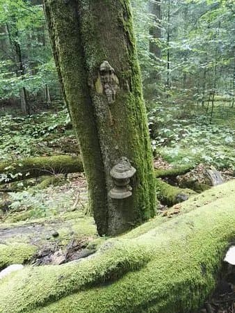 Rezerwat Bukowa Gora