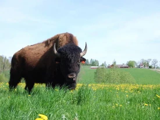 Gate Bison