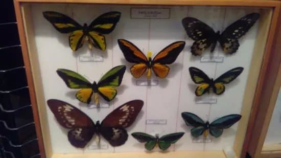 Museum of Natural History