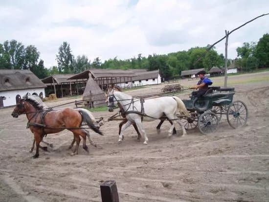 Varga Tanya Horse Show