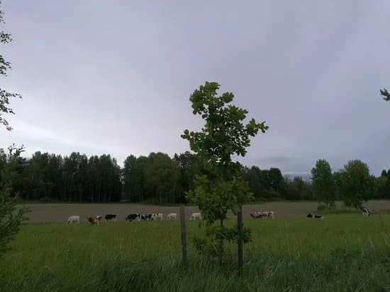 Mustiala Manor
