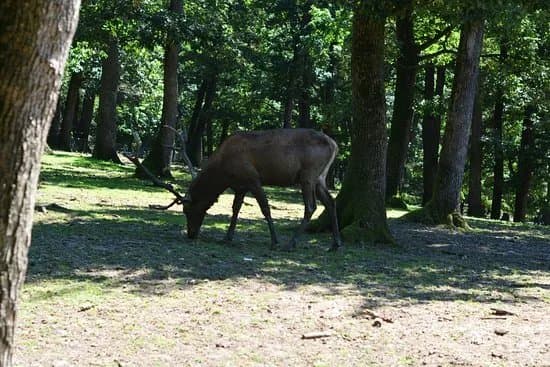 La Gradina Zoo