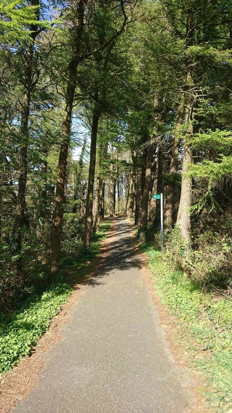 Fishguard By-pass Woodland