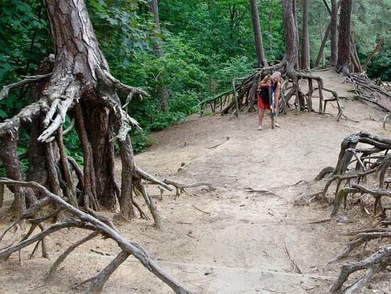 Kabouterbos