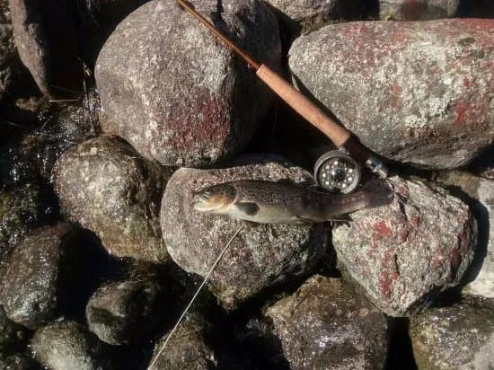 Riserva di Pesca Turistica del Torrente Forzo