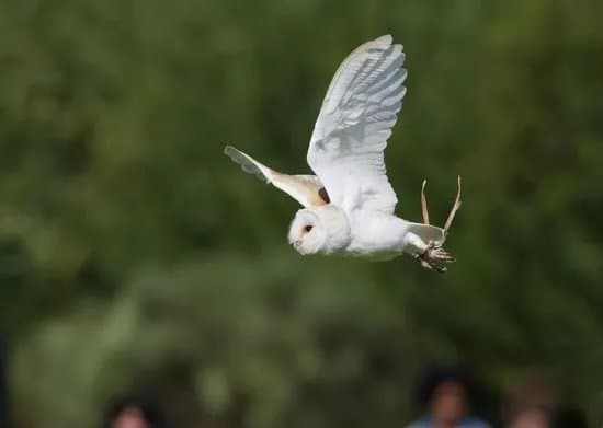 Woodlands Falconry and Bird of Prey Centre.