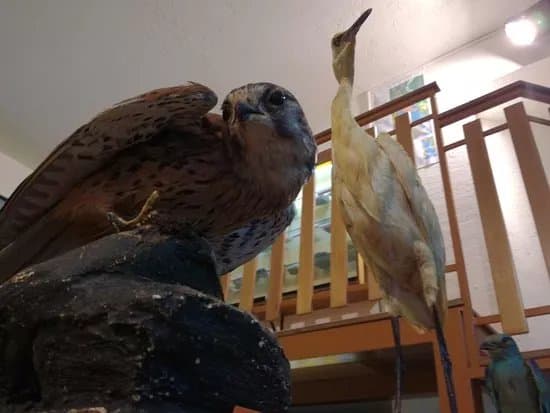 Museo Naturalistico Petagna