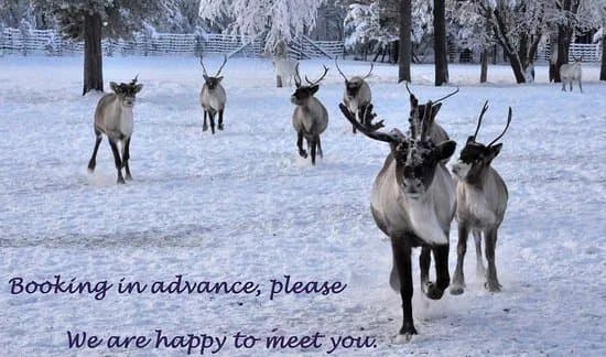 Tuula's Reindeer