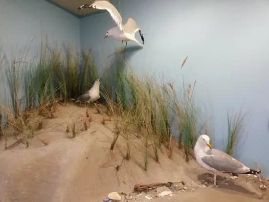 Naturzentrum Norddorf