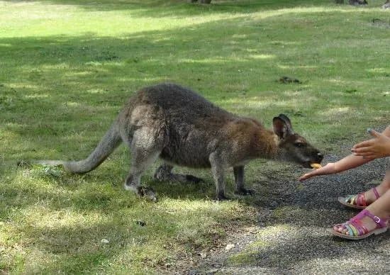 Le Jardin des Kangourous