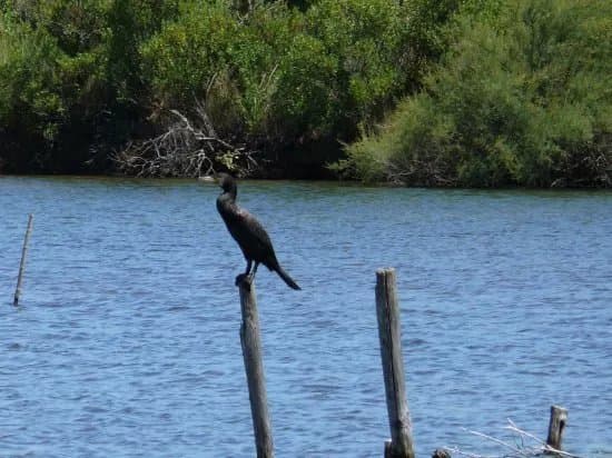 Reserve Ornithologique Du Teich